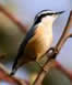 Red-Breasted Nuthatch